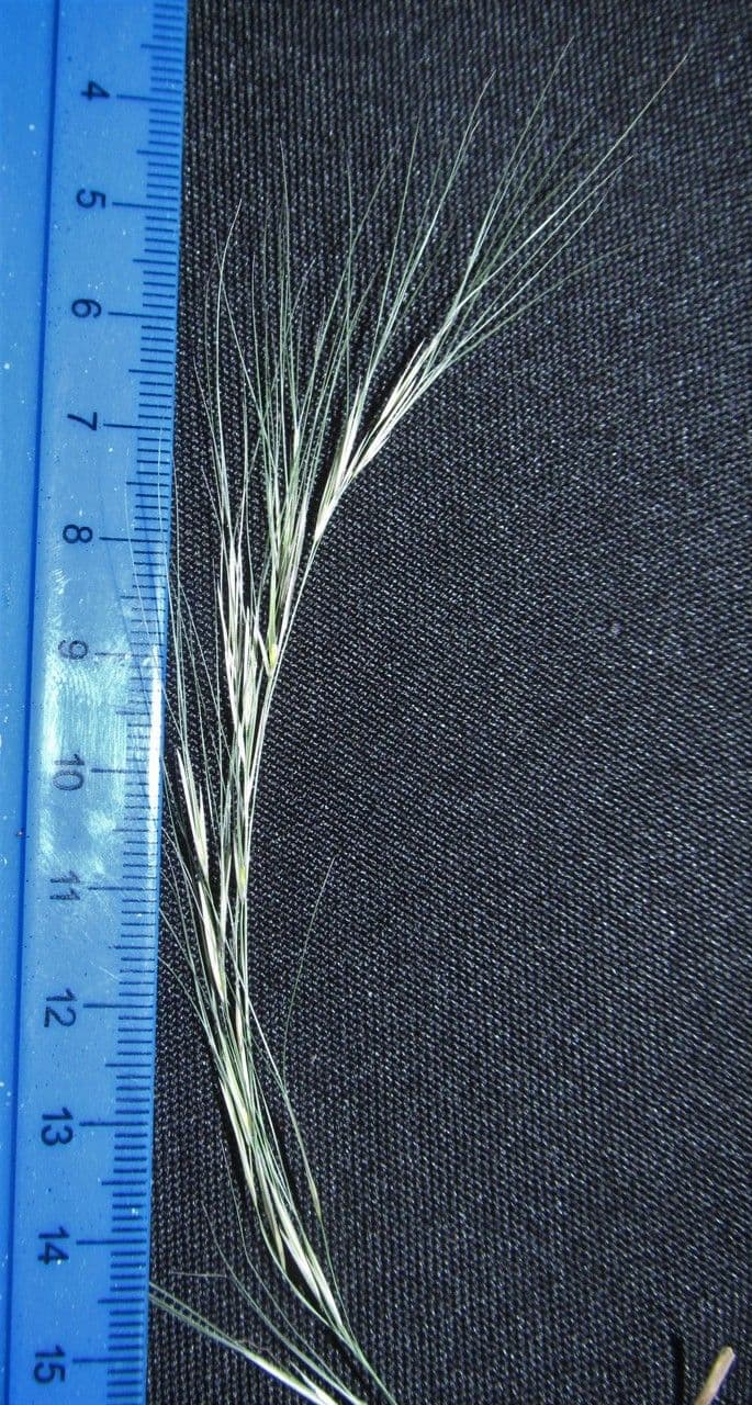 Aristida 7