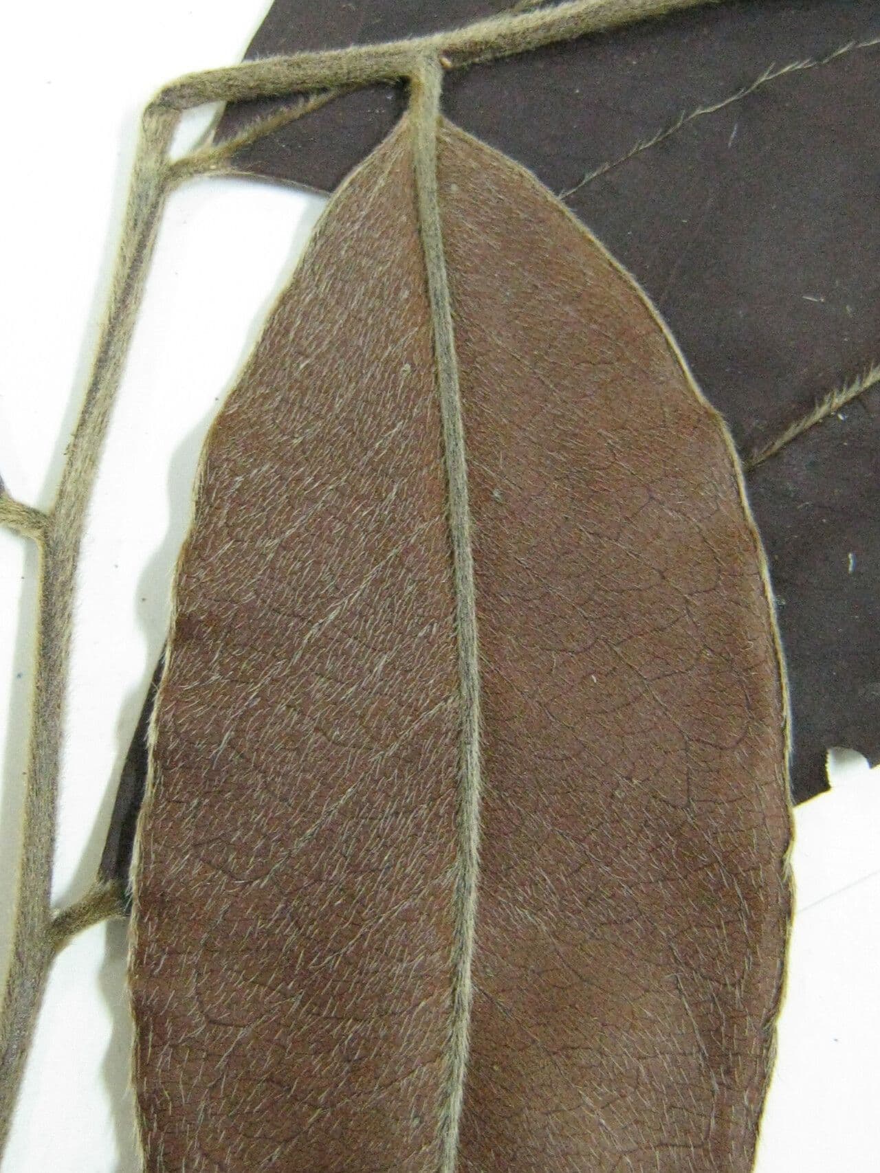 Diospiro sericeo 4