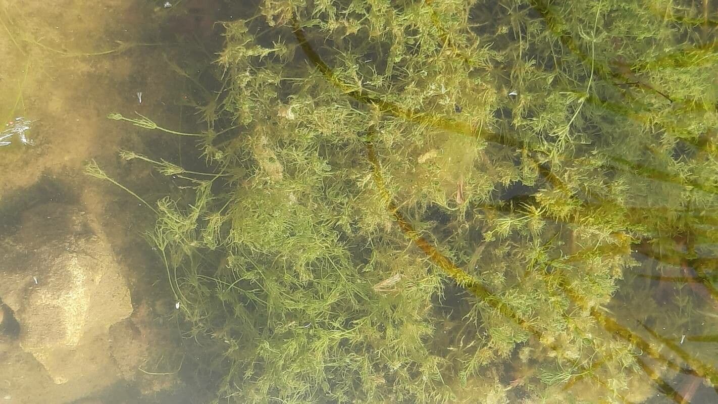 Zanichellia palustre 18