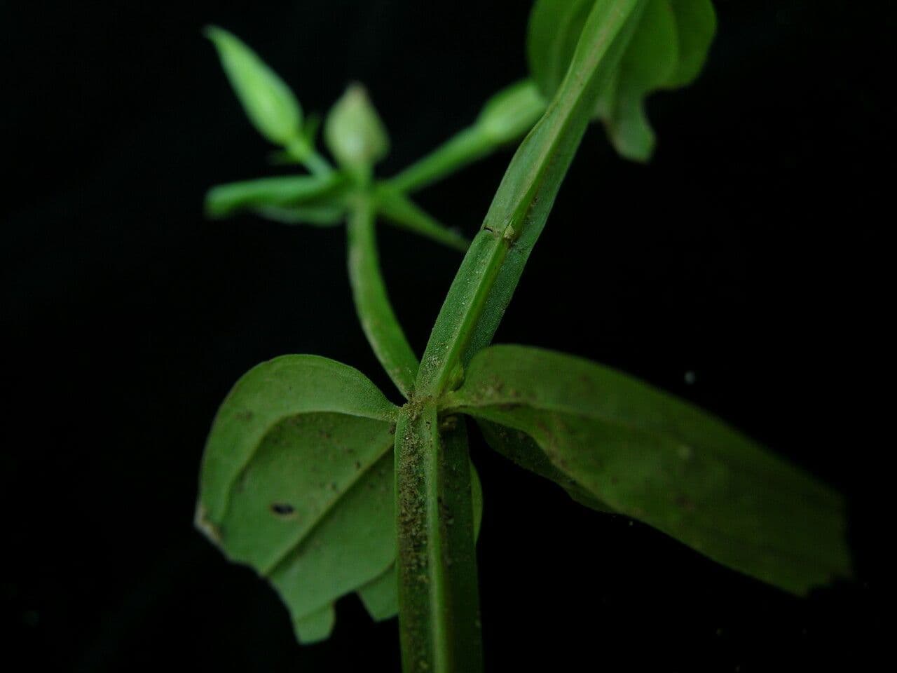 Canscora 8