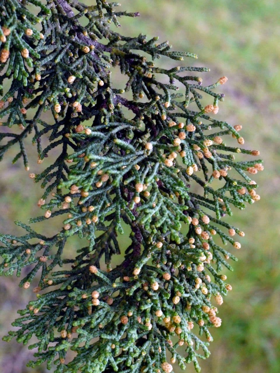 Cipresso di Monterey 7
