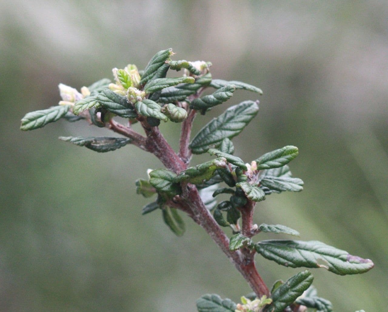 Ceanothus