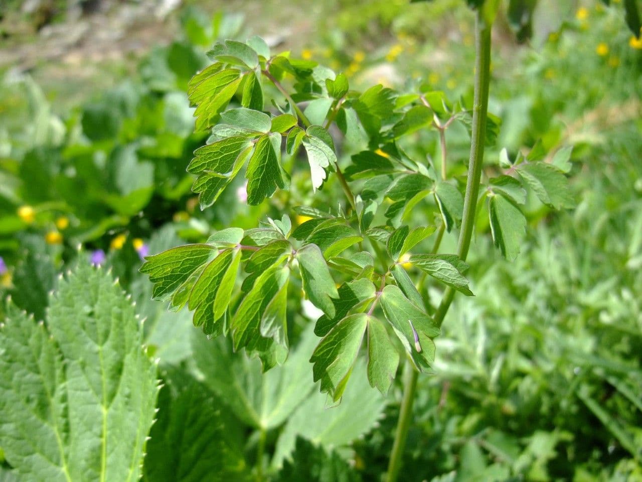 Akeleiblättrige Wiesenraute 24