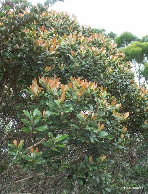 Tristaniopsis 3