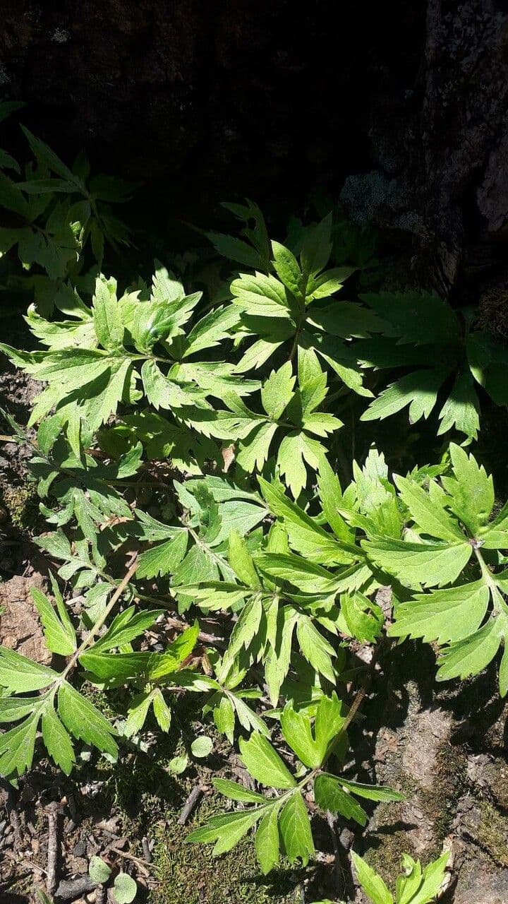 Feuille d'eau de Fendler 13