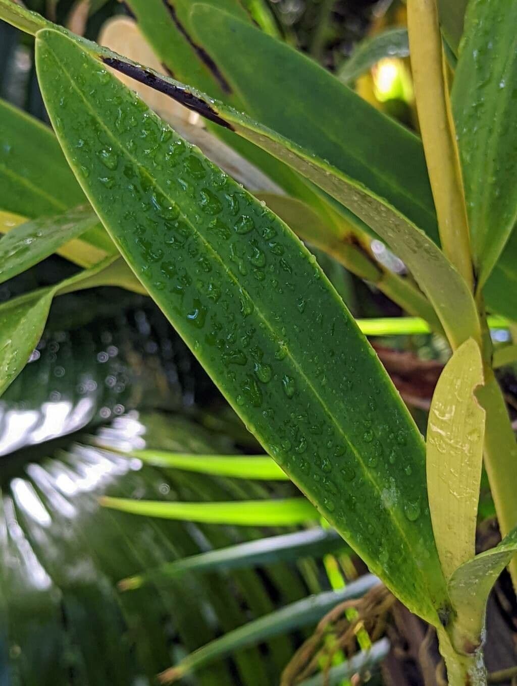 Orchidea Brassavola 7