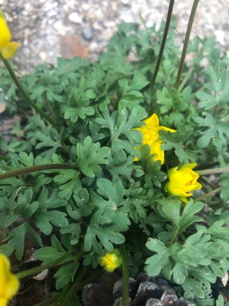 Ranunculus ollissiponensis 8