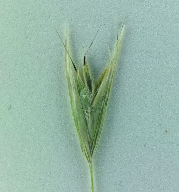Avena della California 6