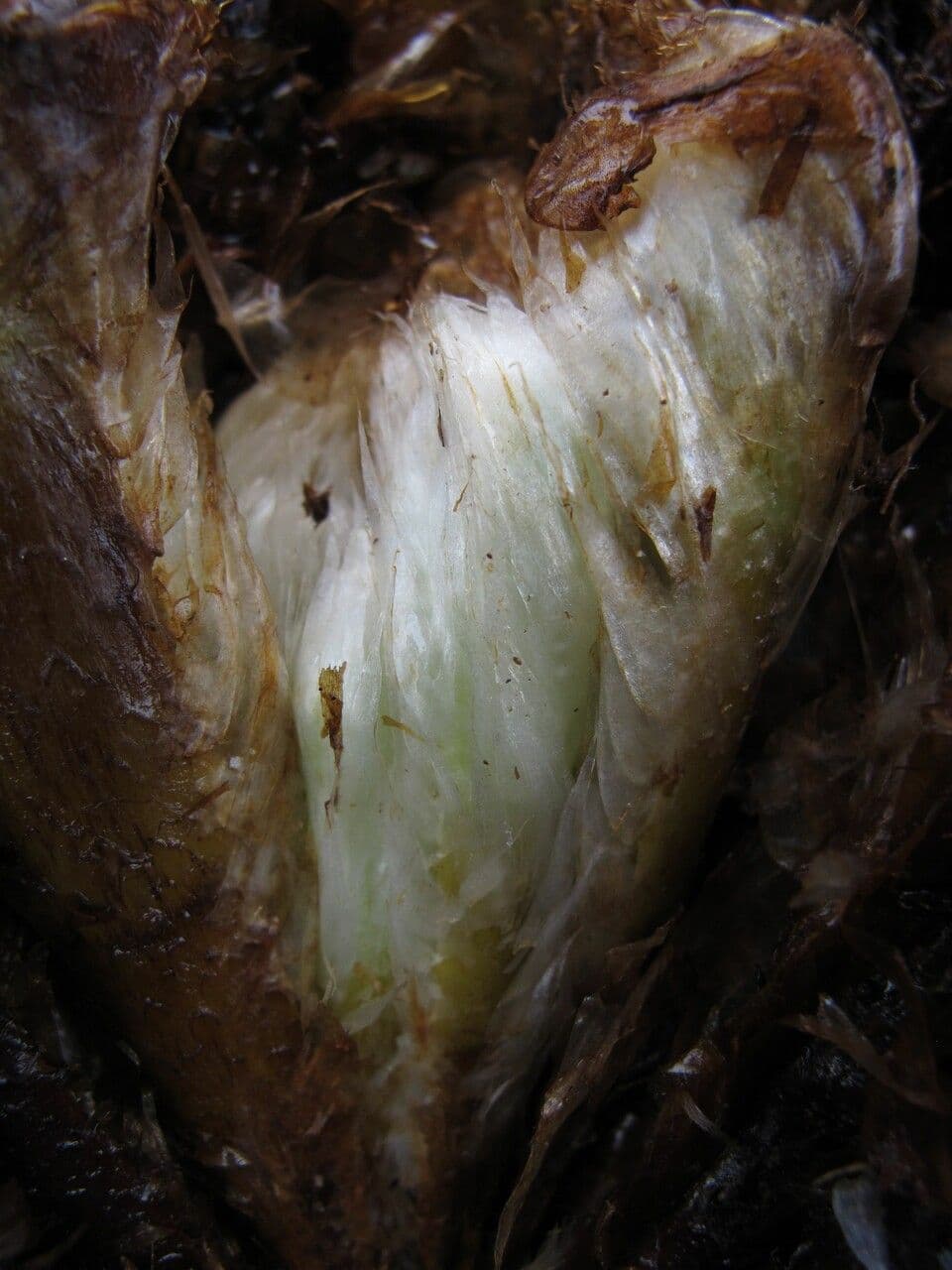 Athyrium 7