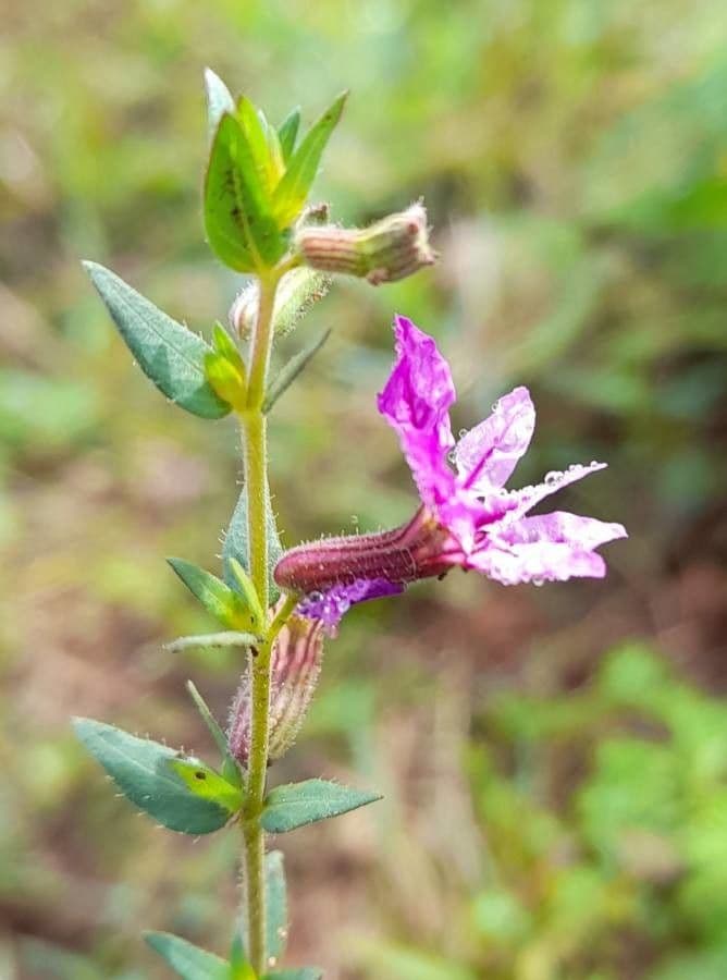 Cuphea pegajosa 5