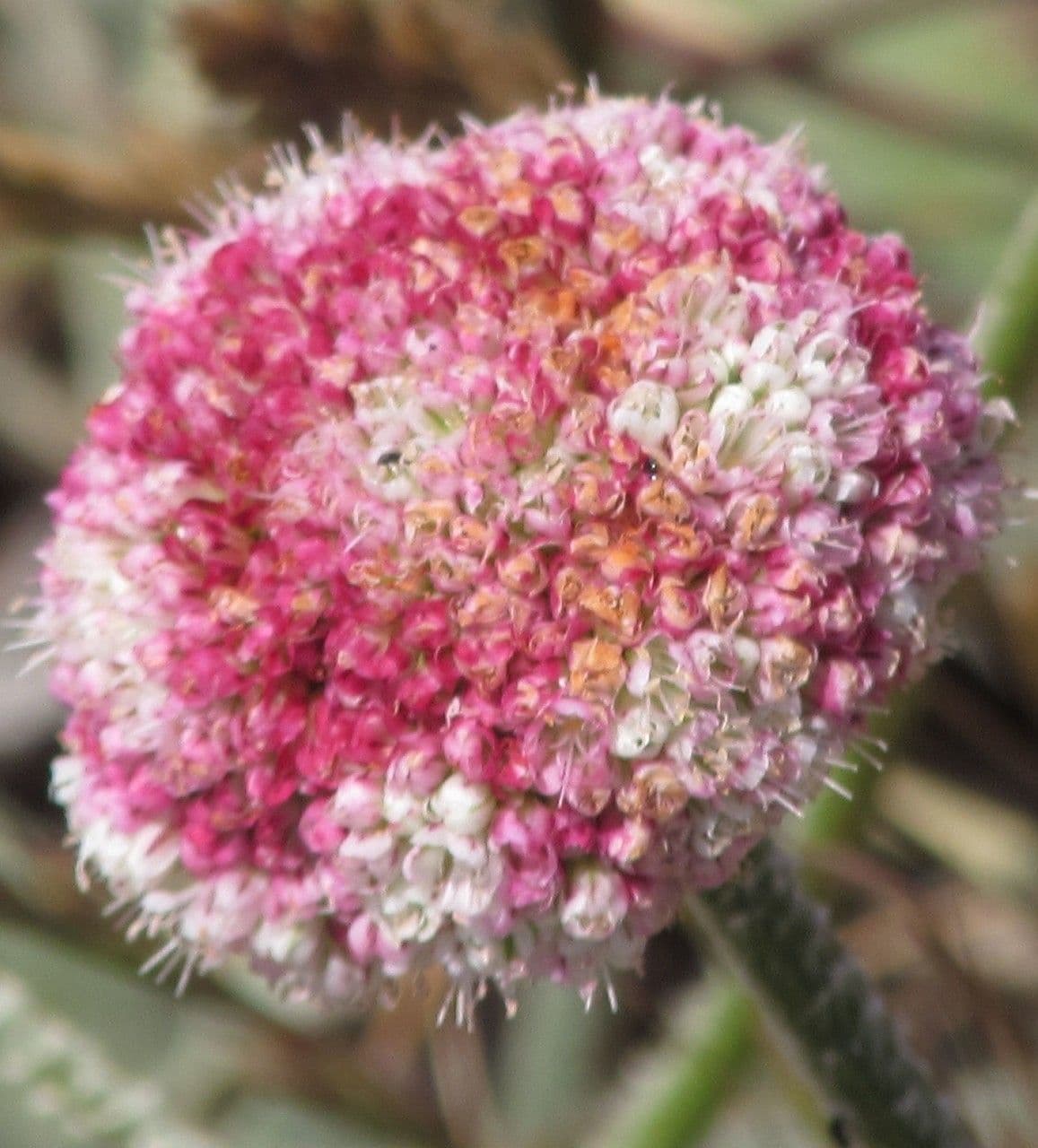Eriogonum 2