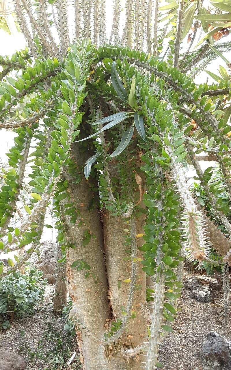 Alluaudia 3