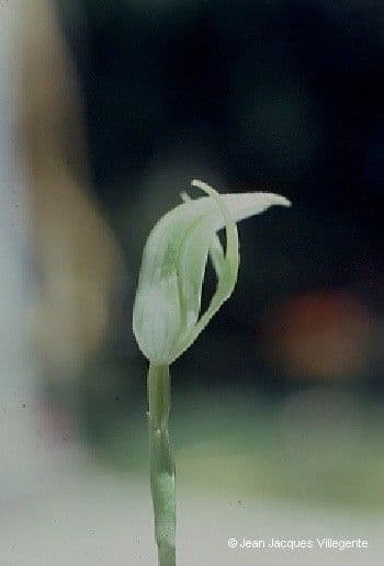 Pterostylis