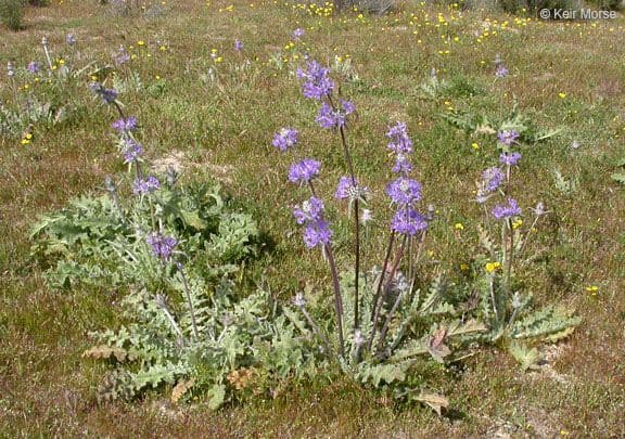 Salvia cardo 7