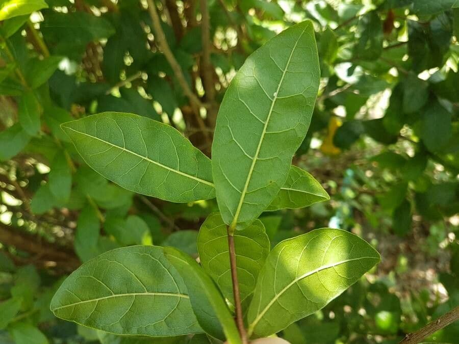 Combretum 8