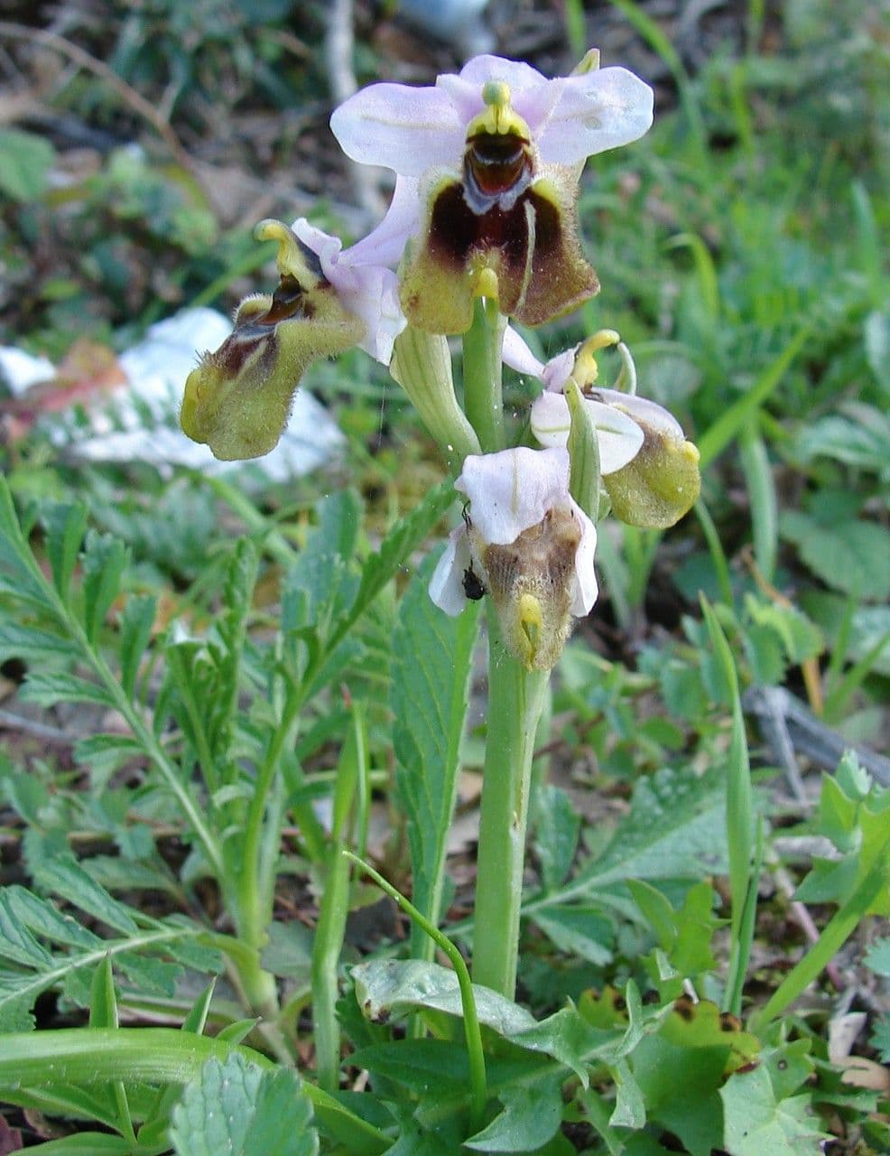 Ophrys tenthredinifera 9