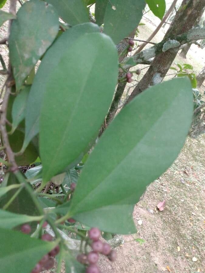 Cordia taguahyensis 4