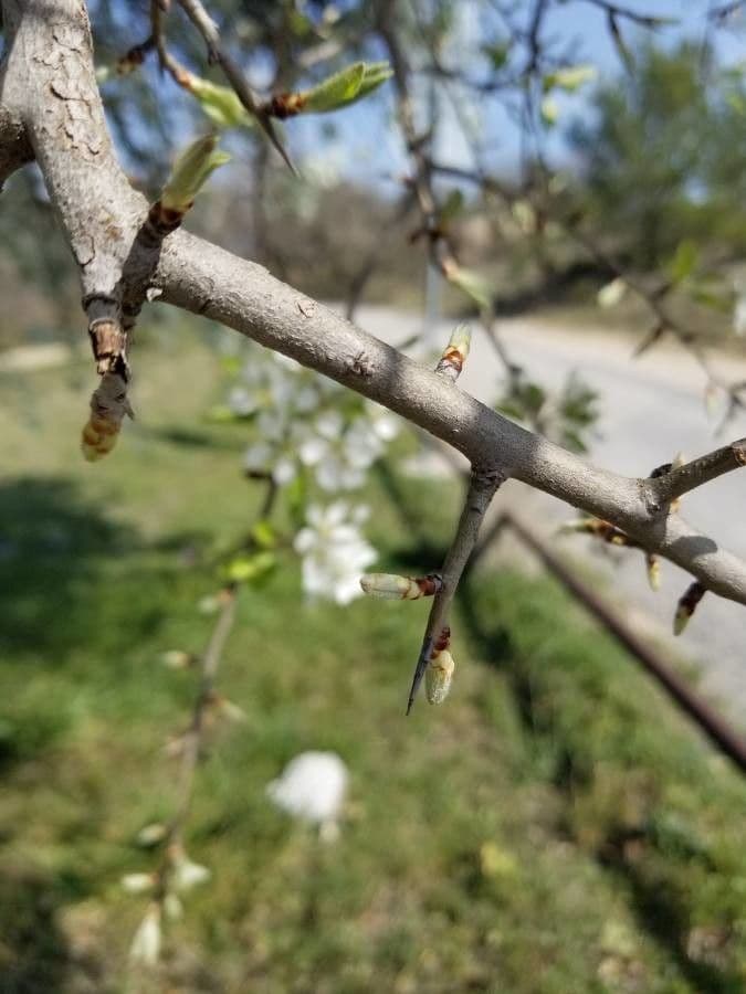 Peral de hoja de almendro 21