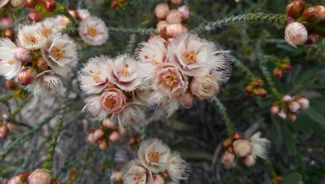 Verticordia
