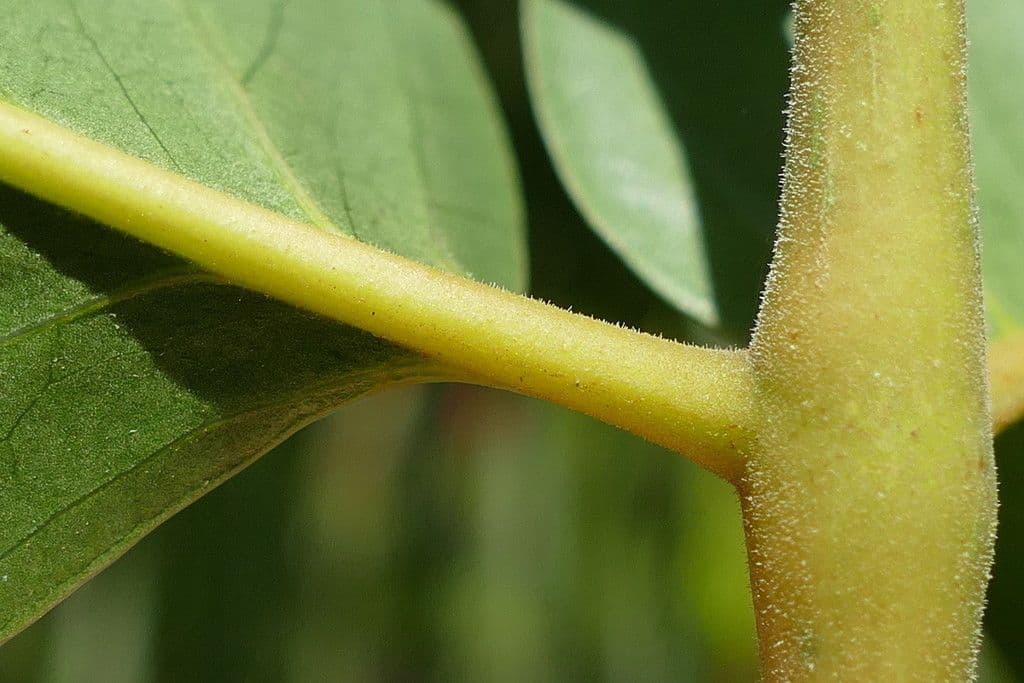 Polyscias 15