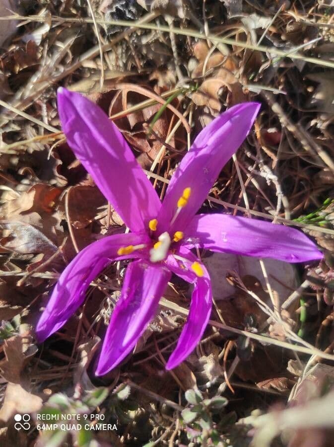Frühlingsknotenblume 15
