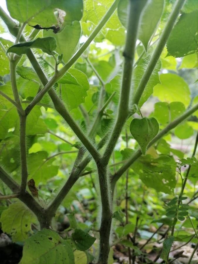 Physalis pubescent 23