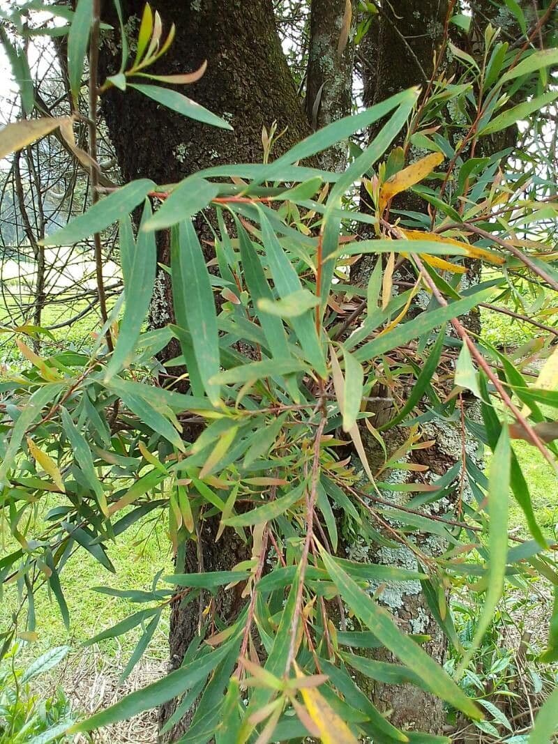 Weidenblättrige Hakea 12