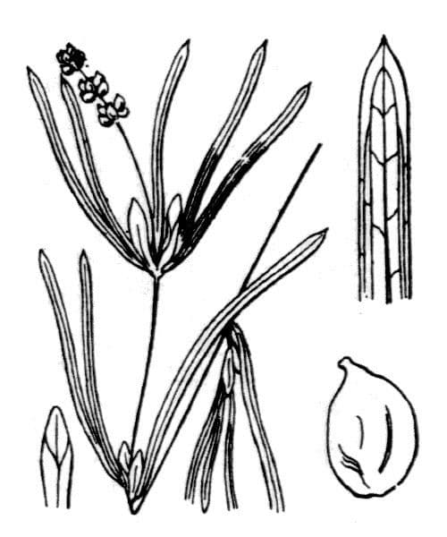 Rastlík Friesov 8