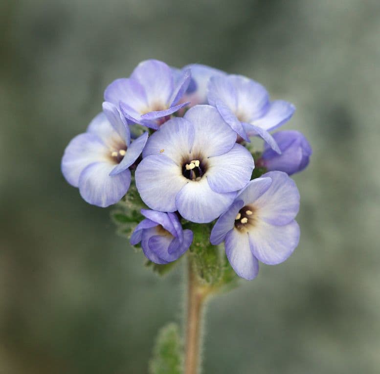 Polemonium 3