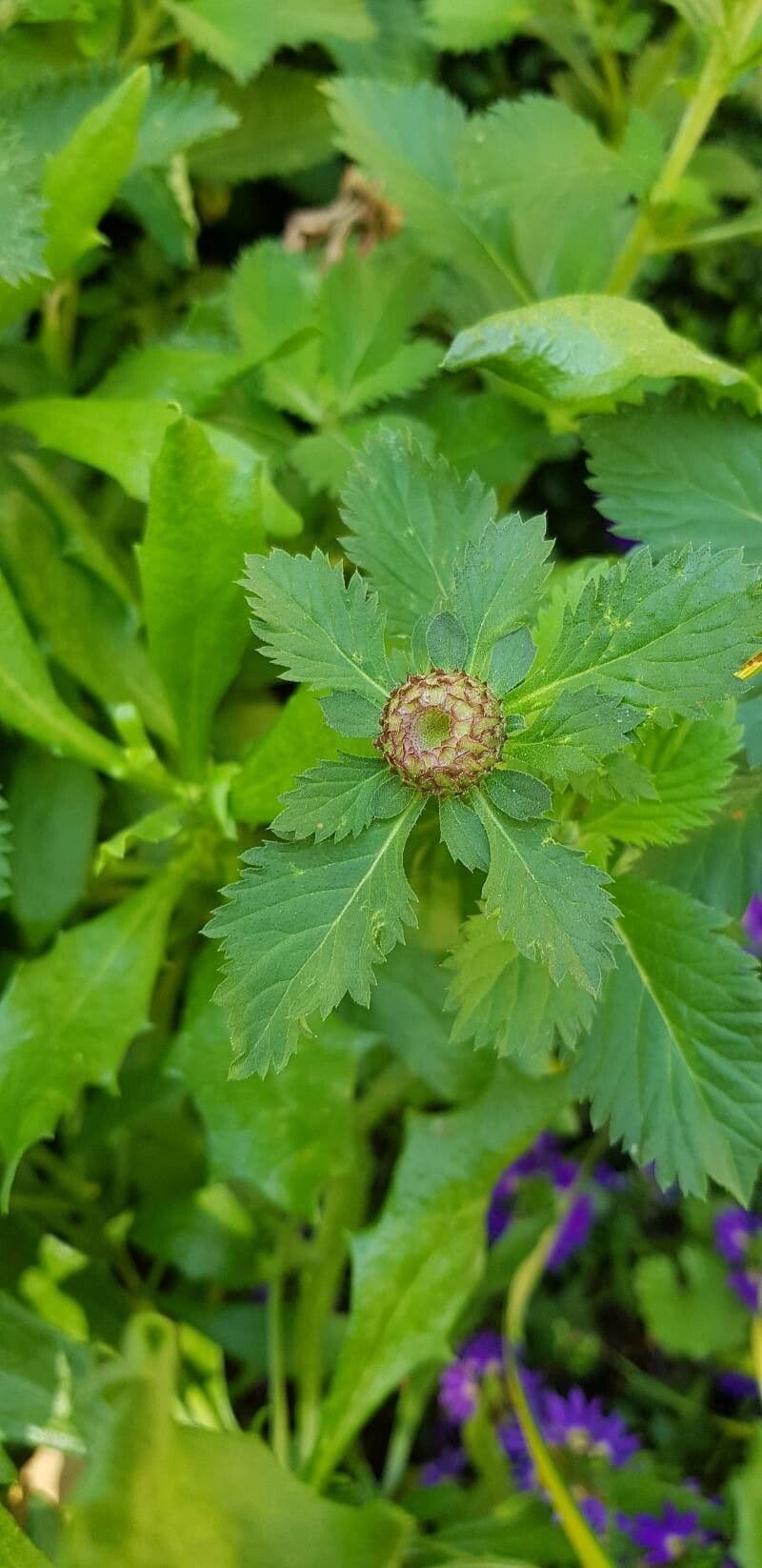 Centratherum punctatum 22