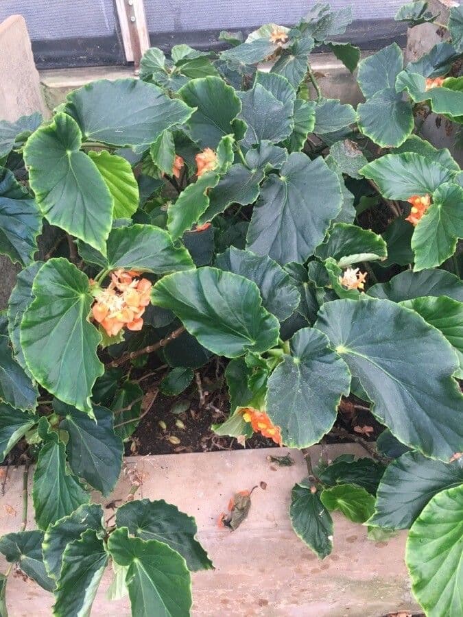 Begonia