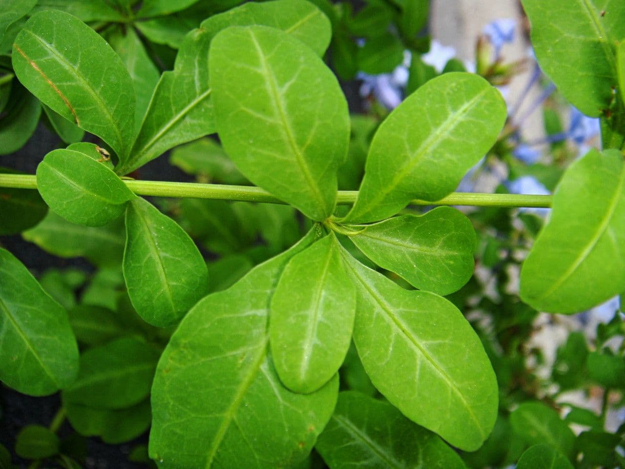 Plumbago auriculata 18
