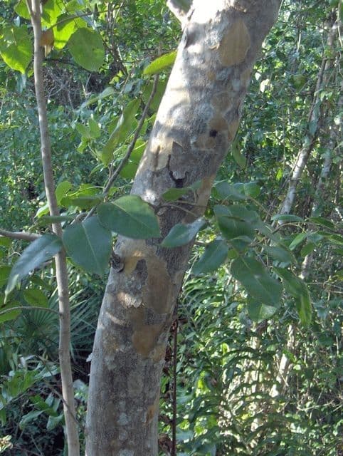 Piscidia piscipula 11