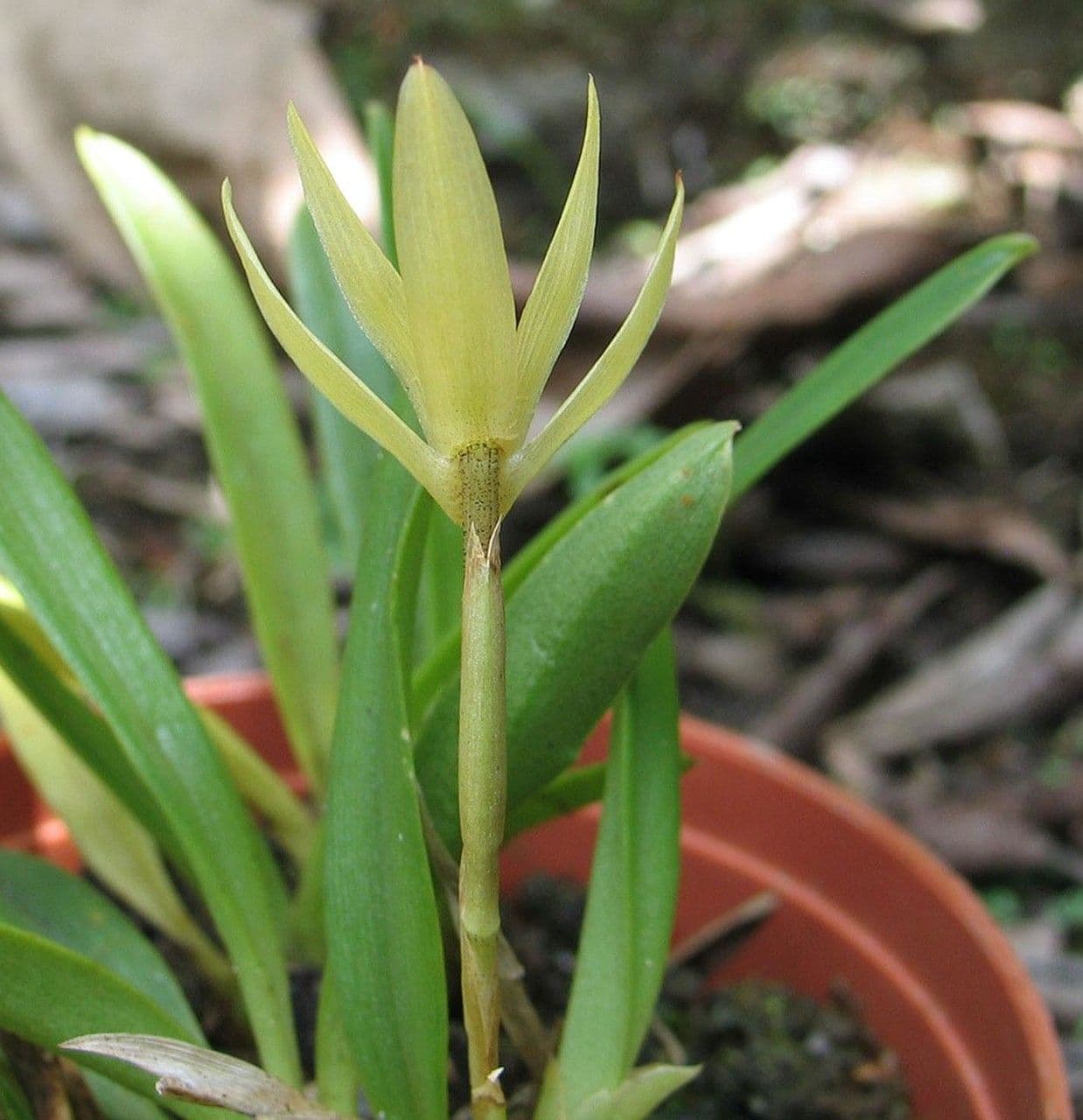 Maxillaria 10