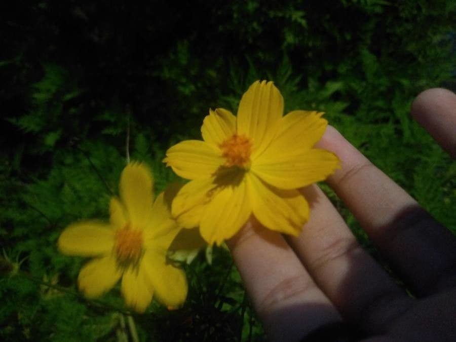 Schwefel-Cosmos 9