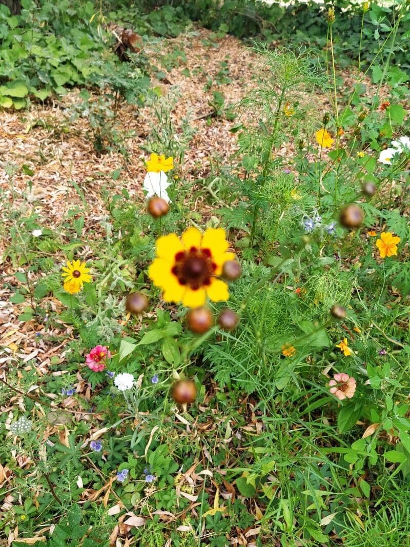 Goldmähnen-Coreopsis 2