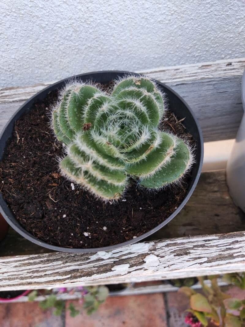 Crassula 2