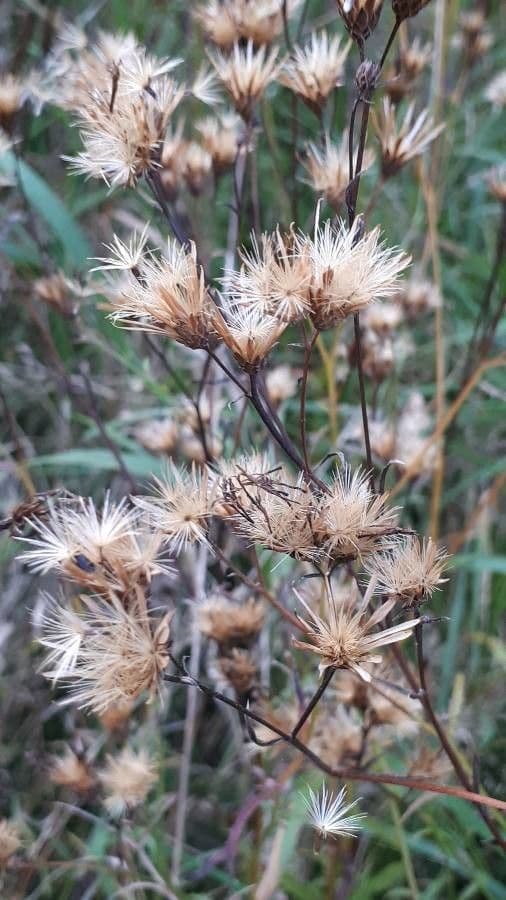 Serratula comune
