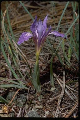 Großgetigerte Iris 8