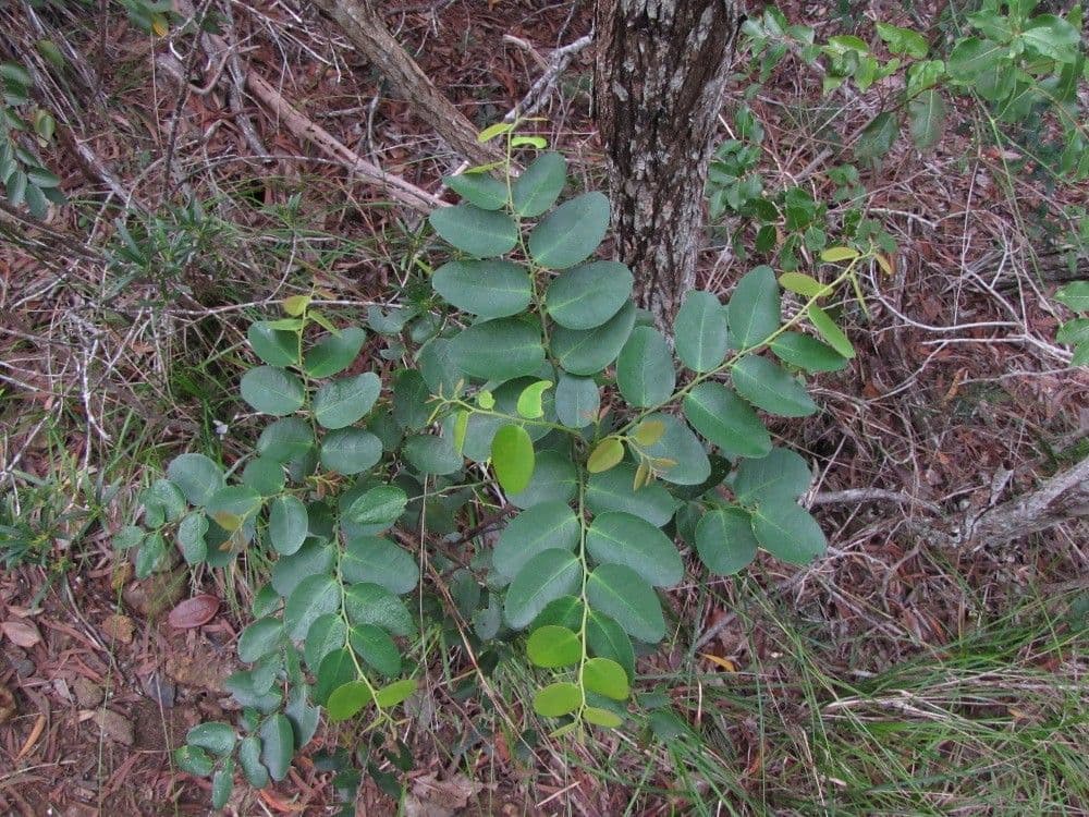 Phyllanthus 3