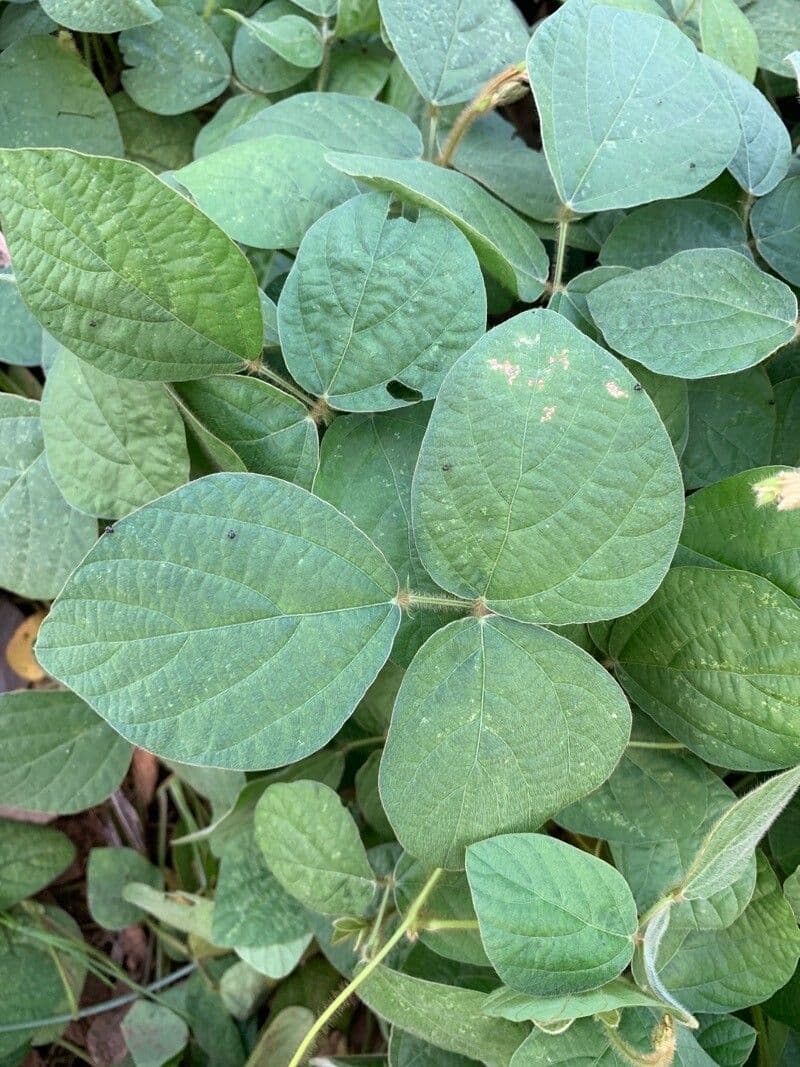 Calopogonium 20