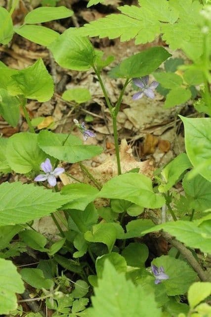 Viola del Labrador 11