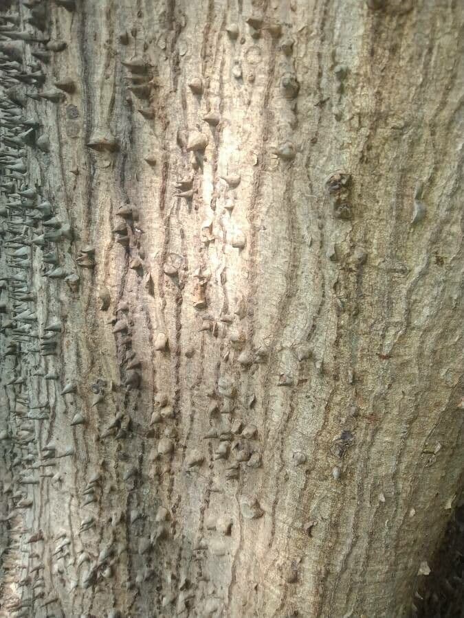 Andira inerme 13