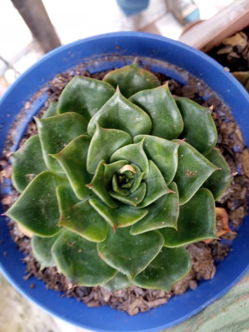 Echeveria 15