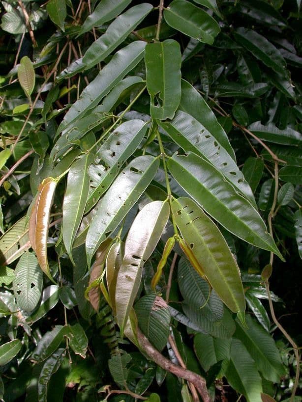 Qualea 12