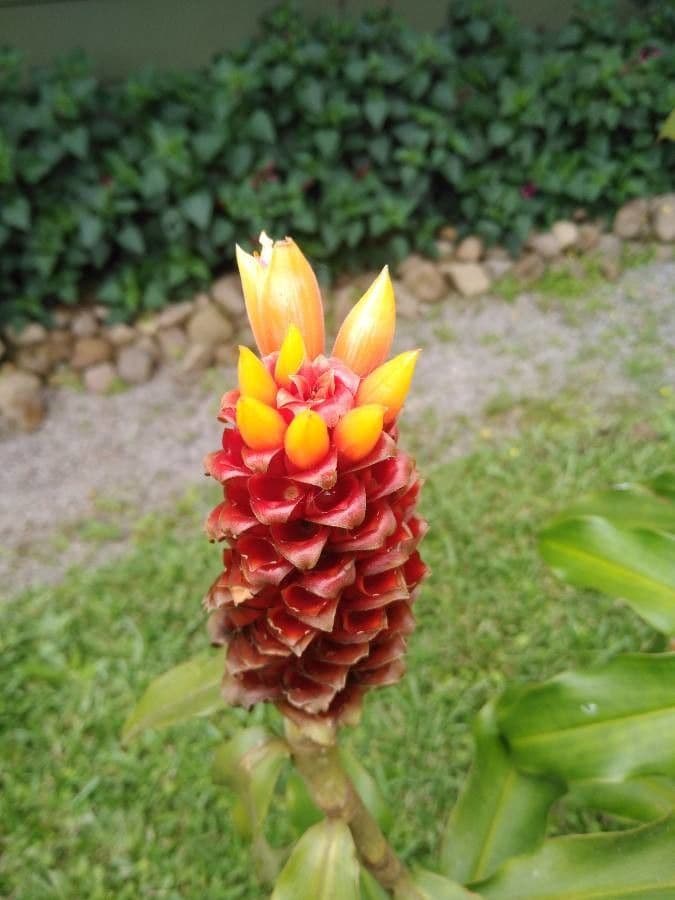 Red tower ginger 3