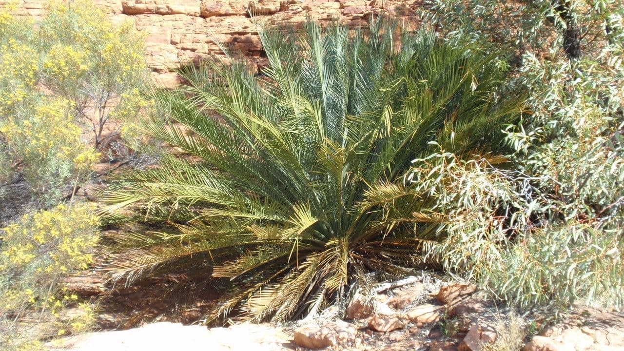 Macrozamia 5