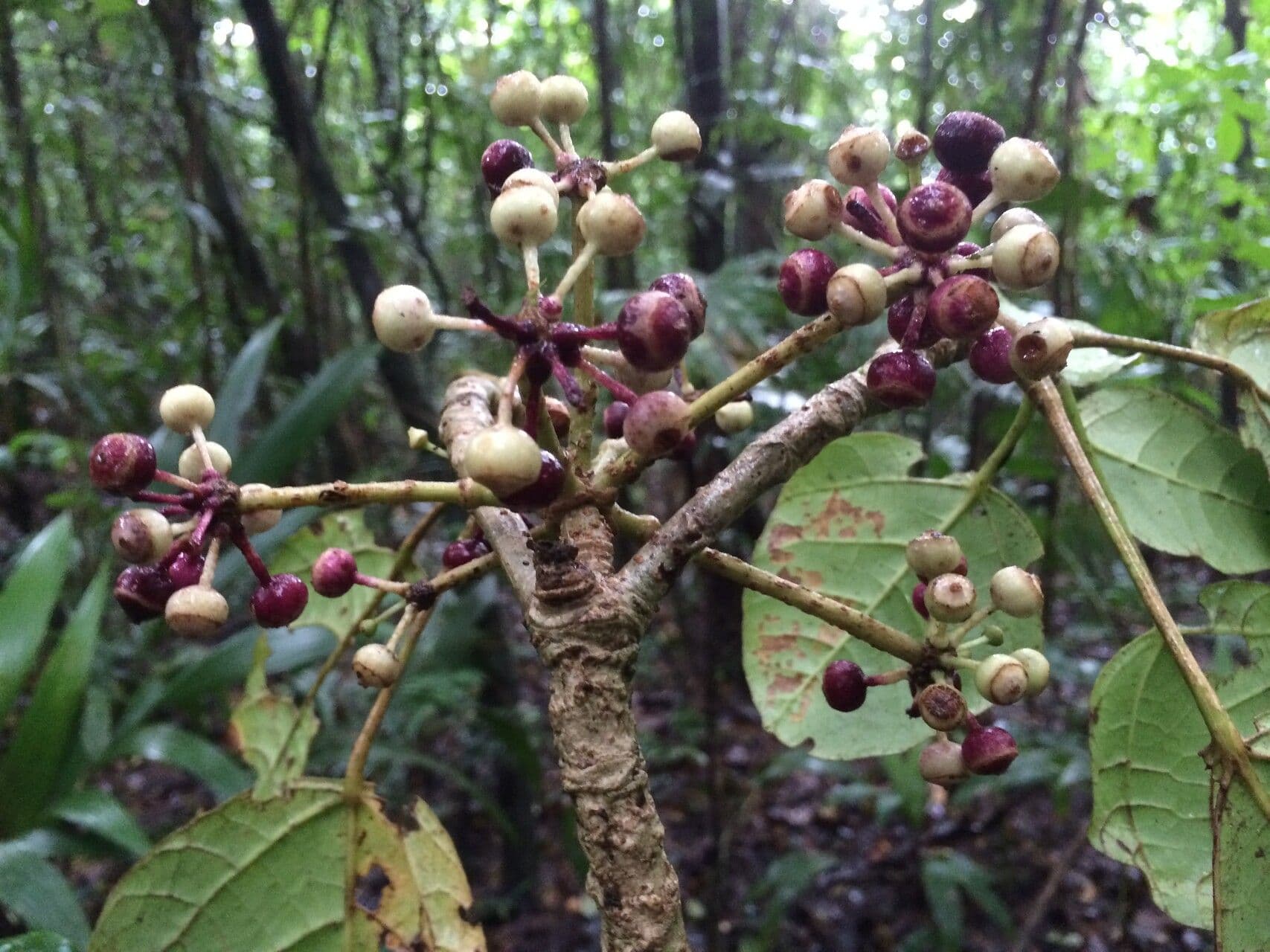 Kugelförmiger Dendropanax 2