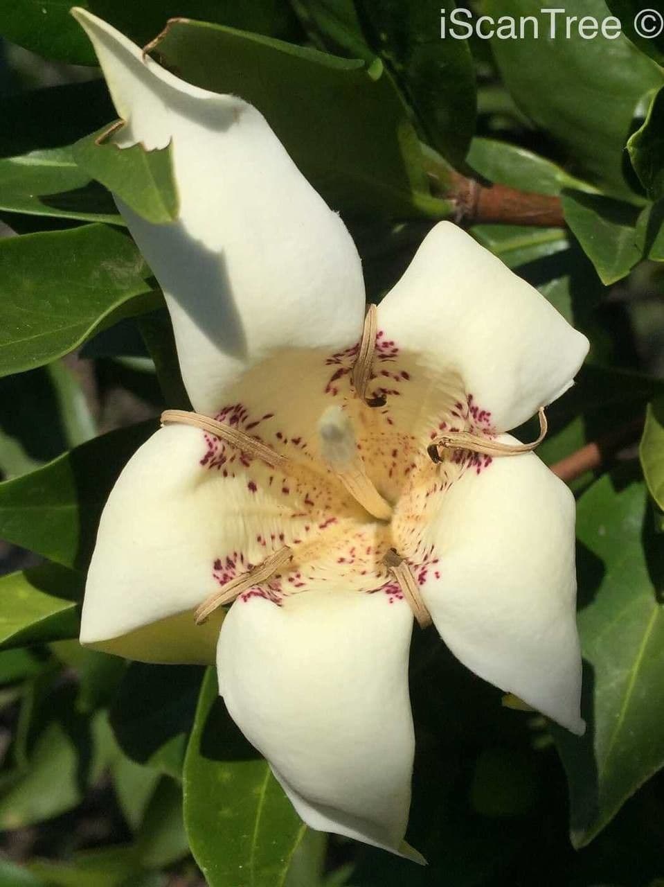 Gardenia del Capo 8