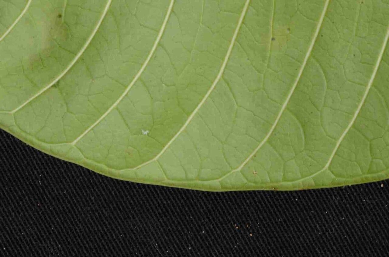Himatanthus 7